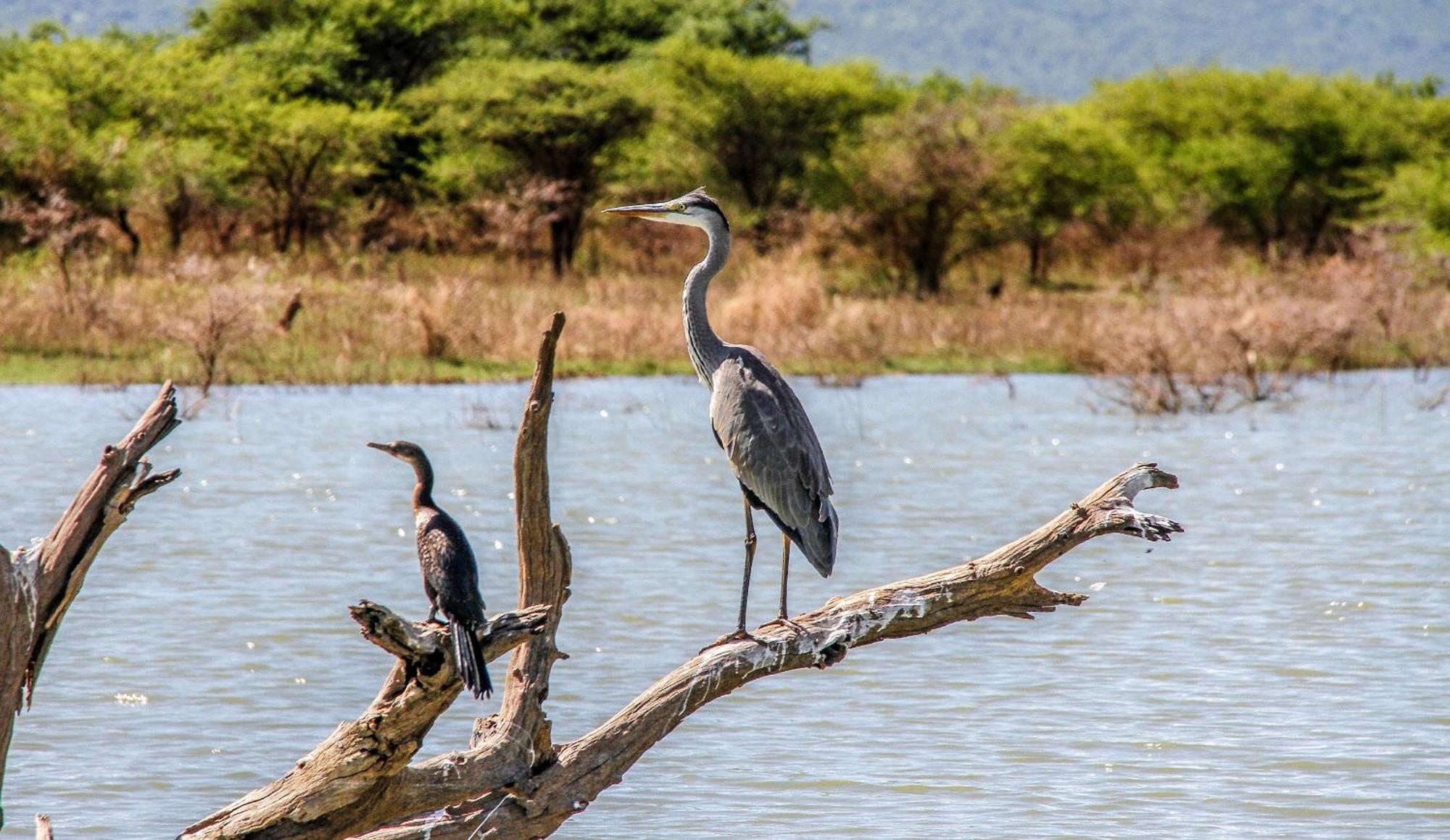 Shayamoya Tiger Fishing And Game Lodge Pongola Ngoại thất bức ảnh