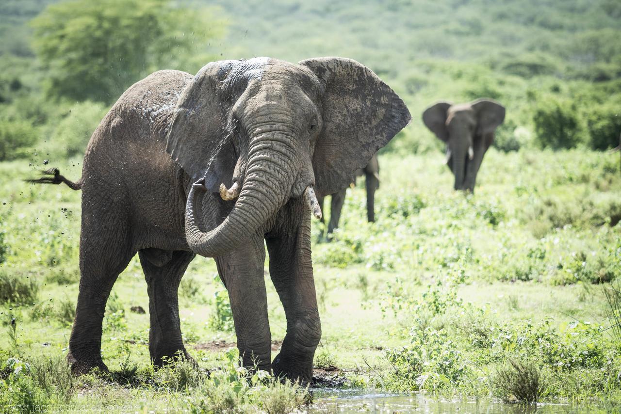 Shayamoya Tiger Fishing And Game Lodge Pongola Ngoại thất bức ảnh